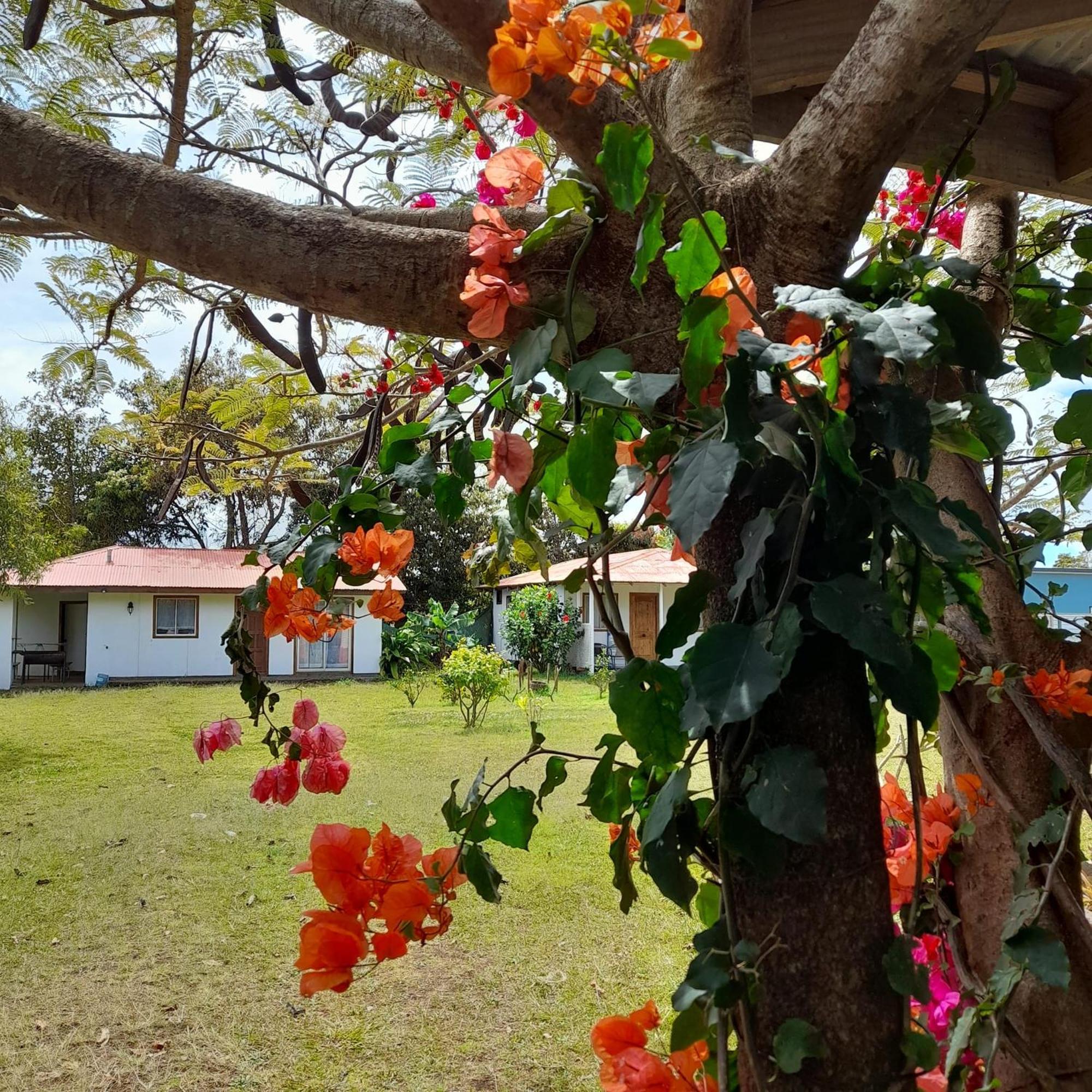 Cabanas Isla De Pascua Hanga Roa Bagian luar foto